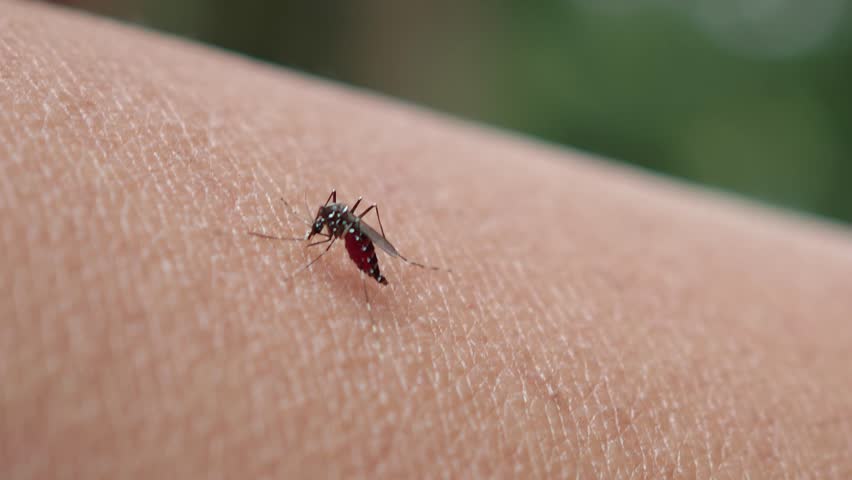 Mosquitoes suck blood on hand	
