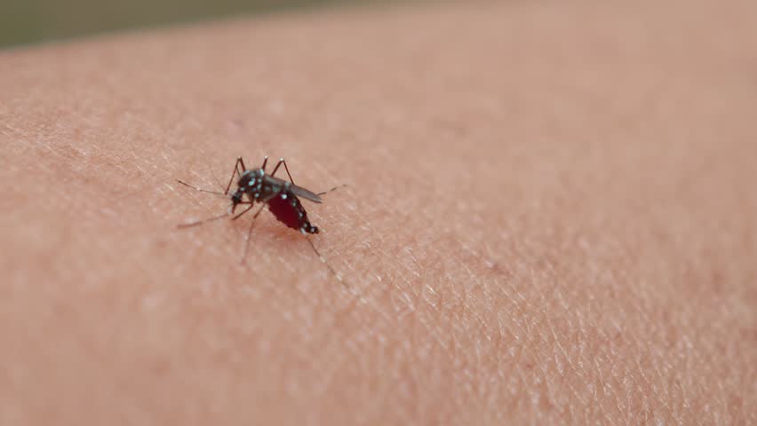Mosquitoes suck blood on hand	
