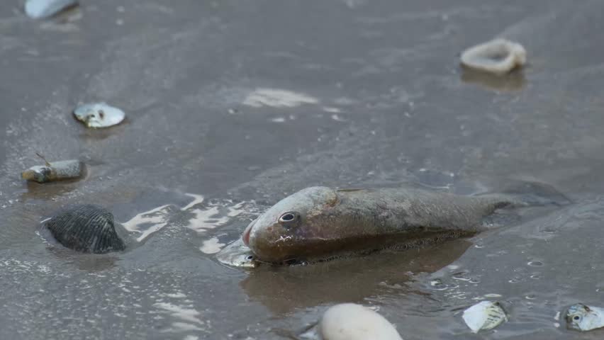 many dying beached fishes lay down on the sand beach 