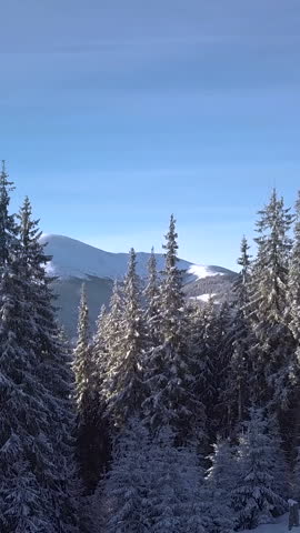 Aerial view of a winter wonderland with snow-covered trees and majestic mountains in the distance under a clear blue sky. Vertical footage