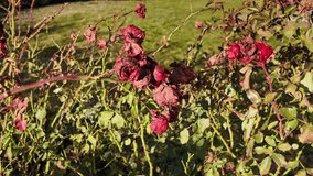Wilted roses on garden shrub after flowering season visible in natural daylight during autumn park setting outdoors - Powered by Shutterstock - Get 15% off with code: PIKWIZARD15