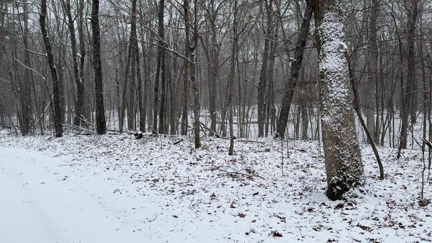 Snowy road curving through a forest in Wisconsin