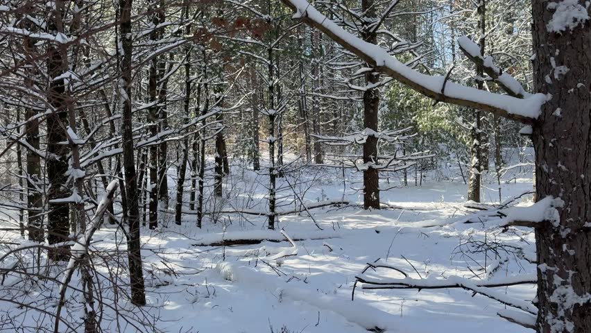 Snowy forest in a Wisconsin winter