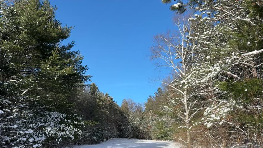 Snowy forest in Wisconsin with blue sky
