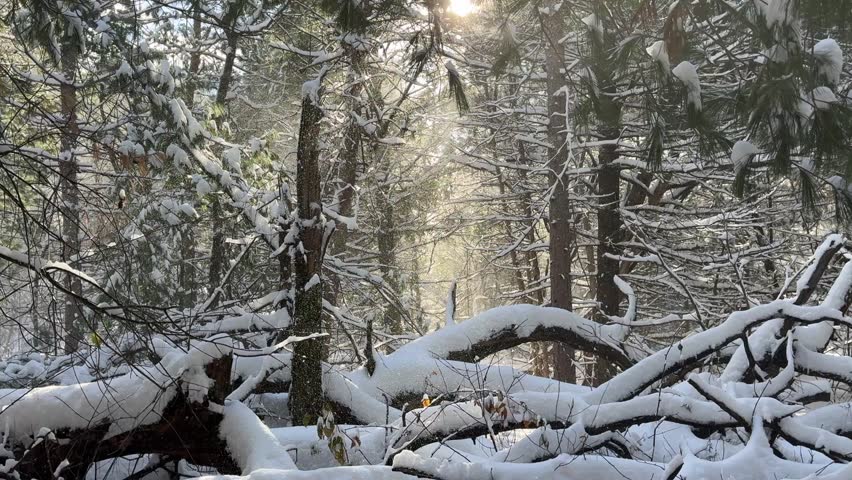 Snowy forest in Wisconsin with pine trees