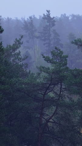 Dark green pine tree forest enveloped in a mysterious morning fog, creating a moody, dramatic scene