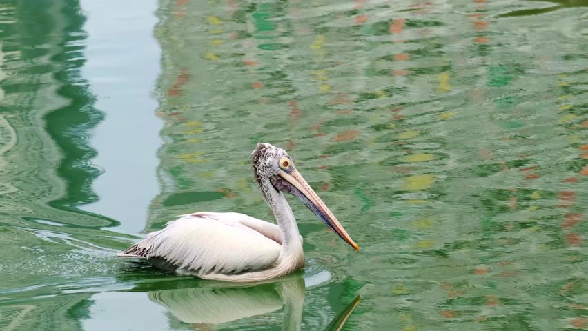 A large pelican floats on the surface of the lake.