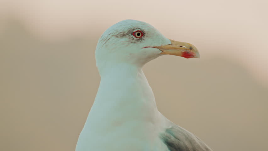 Close up of a seagull