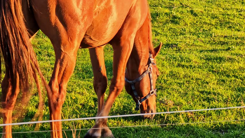 Brown horse grazing on fenced pasture in rural countryside during warm evening light