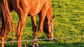 Brown horse grazing on fenced pasture in rural countryside during warm evening light - Powered by Shutterstock - Get 15% off with code: PIKWIZARD15