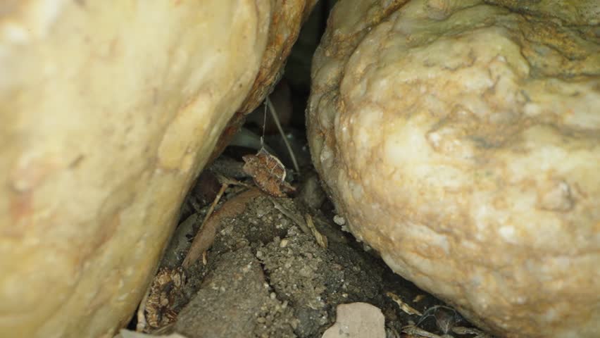 Blue-Banded Digger Bee (Zonamegilla) Hovering at Nest Entrance Before Entering Ground Nest
