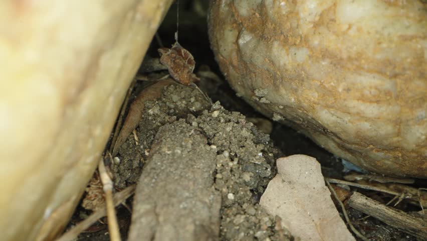 Blue-Banded Digger Bee (Zonamegilla) Exiting Ground Nest and Hovering Before Takeoff