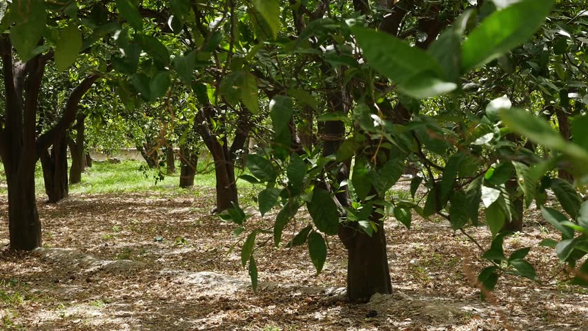 Interior of an orange grove, showing trunks and green leaves under filtered natural light.