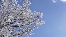 Beautiful winter landscape with snow on trees and bright blue sky - Powered by Shutterstock - Get 15% off with code: PIKWIZARD15