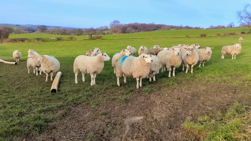 North Yorkshire countryside sheep outdoors waiting to be fed on a crisp Winters morning
