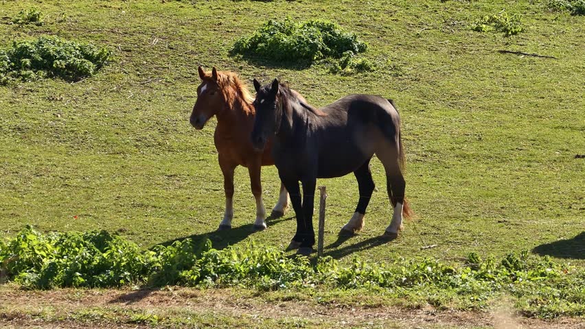 
Два красивых коня, две коричневые лошади летом в поле на зелёной траве.
Two beautiful horses, two brown horses in a field of green grass in the summer.