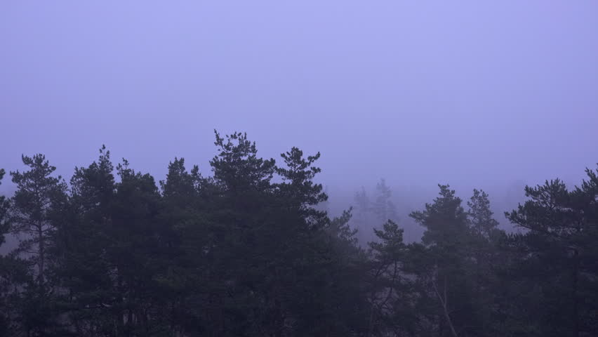 Heavy morning fog moving over the treetops of a moody and mysterious dark pine forest