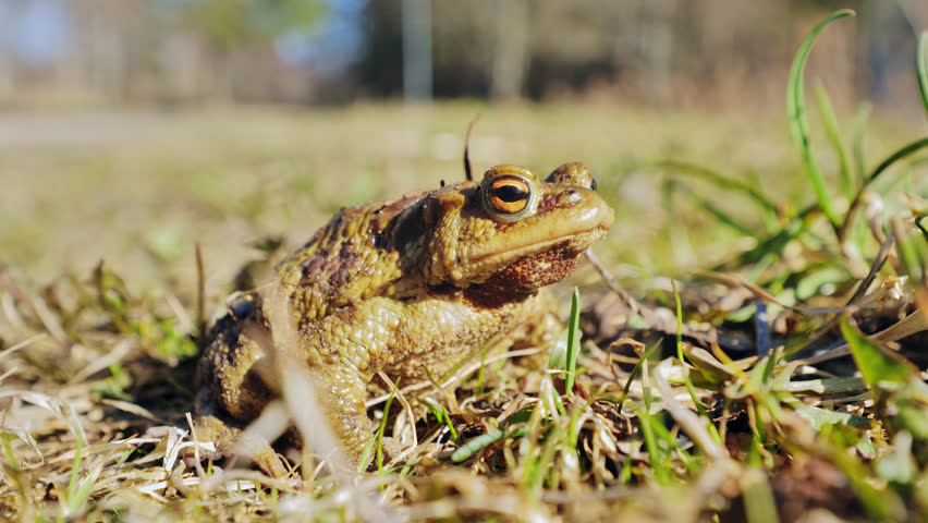 Close up shows toad just awakened from hibernation warming in spring sunlight