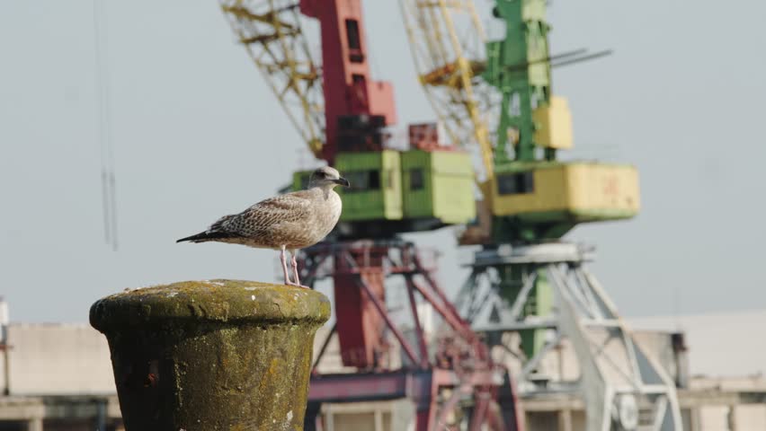 Young gull in first year plumage against blurred colorful rusted port cranes