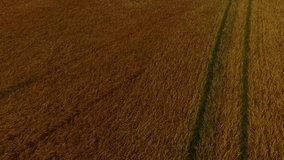 Animation of financial data processing over digital human. Global farming business digital interface technology and networking concept digitally generated video. - Powered by Shutterstock - Get 15% off with code: PIKWIZARD15