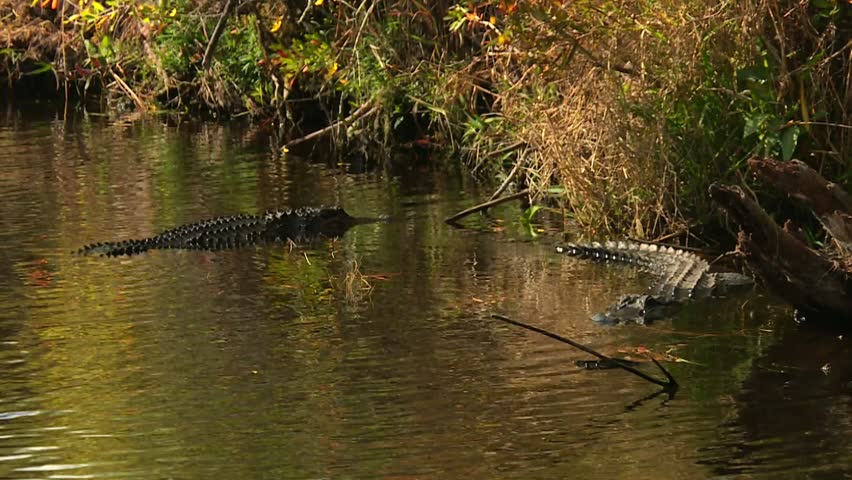 Alligators float in shallow swamp water near grassy banks in Okefenokee Swamp. Static shot.