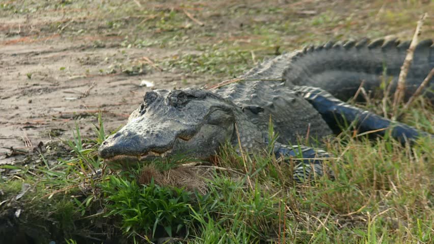 Close up of alligator lying still on grassy bank near muddy water in Okefenokee Swamp. Static shot.