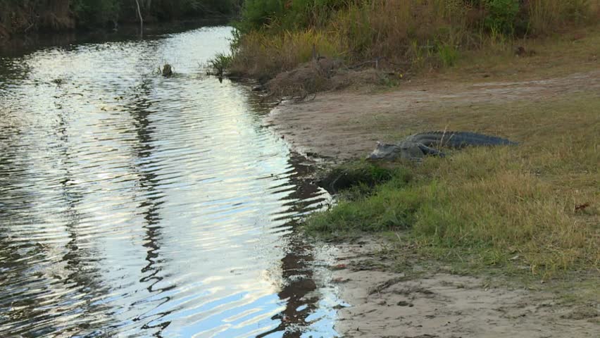 Alligator rests on muddy ground beside swamp water in Okefenokee Swamp, USA. Static shot.