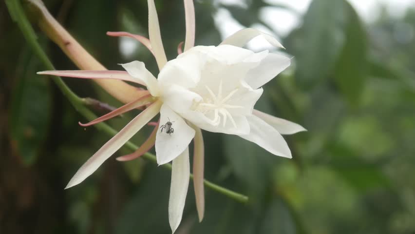 White Wijaya Kusuma flower (Epiphyllum oxypetalum) in bloom with small insects on its petals, blurred natural background