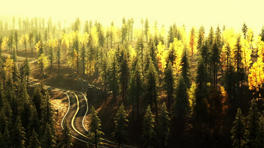 A winding asphalt road curves its way through a vibrant mountain forest, illuminated by the warm sunlight of early morning. Tall trees frame the path, showcasing natures beauty.