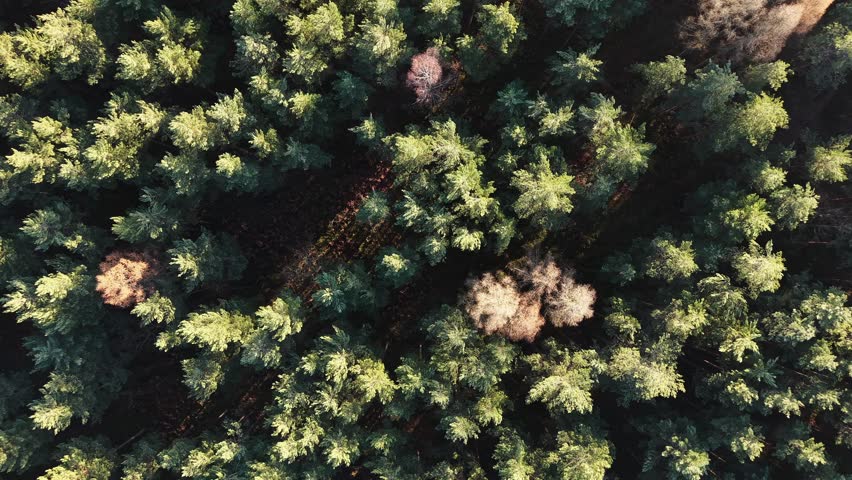 Frozen season woodland landscape from sky