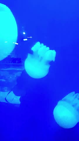 Elegant jellyfish with long flowing tentacles, softly glowing in pink and white hues. High quality FullHD footage