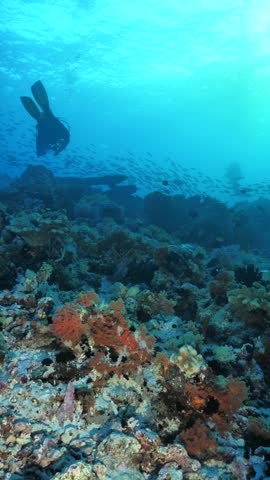 A diver swims alongside a coral-covered reef wall where a black fish hovers in Pulau Keka, Banda Sea, Indonesia.