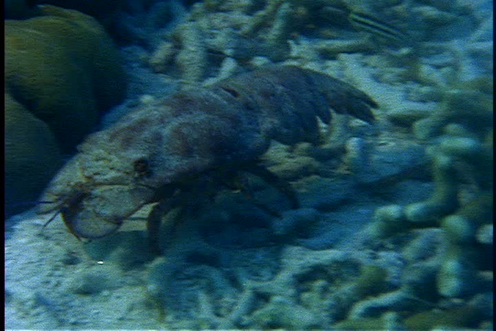 CU slipper lobster crawling over coral underwater near St.Croix, U.S. Virgin Islands.