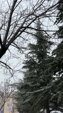 Looking Up at Snow Covered Trees Against the Sky