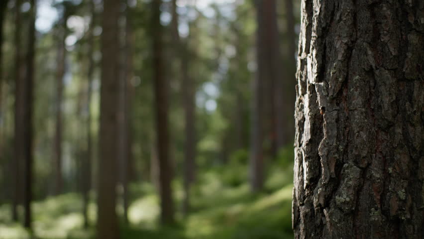 Beautiful tree bark in a sunny forest landscape. Nature and landscapes.