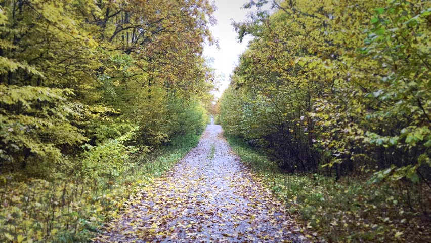 Straight forest path surrounded by dense green and yellow foliage, covered with fallen leaves during autumn. The scene shows a quiet woodland corridor with a gravel trail leading into the distance, emphasizing depth, seasonal transition, and calm atmosphere. Suitable for themes related to nature walks, solitude, seasonal change, and peaceful outdoor environments.