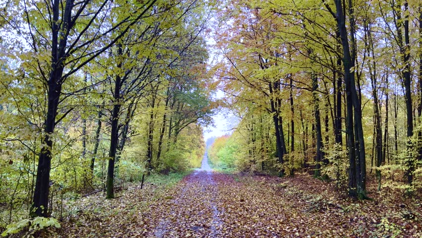 Straight forest path surrounded by dense green and yellow foliage, covered with fallen leaves during autumn. The scene shows a quiet woodland corridor with a gravel trail leading into the distance, emphasizing depth, seasonal transition, and calm atmosphere. Suitable for themes related to nature walks, solitude, seasonal change, and peaceful outdoor environments.