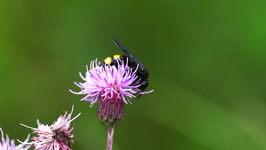Blue winged wasp arthropoda insect scolia hirta sucking nectar and flying at slow motion
