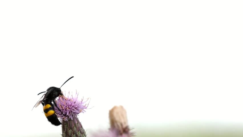 Blue winged wasp arthropoda insect scolia hirta sucking nectar and flying at slow motion