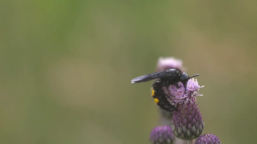 Blue winged wasp arthropoda insect scolia hirta sucking nectar and flying at slow motion
