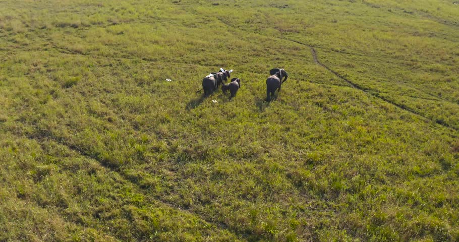 Aerial view of a herd of elephants walking across a bright green field with grassy textures, blending into the landscape, Maputo, Mozambique.
