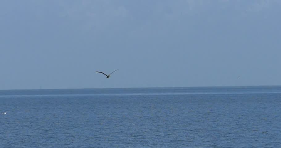 Tracking footage of a pelican flying gracefully over sea water, showcasing wide wingspan, smooth gliding motion, and coastal wildlife behavior. This video is ideal for nature documentaries, marine and coastal visuals, bird flight studies, and cinematic wildlife storytelling.