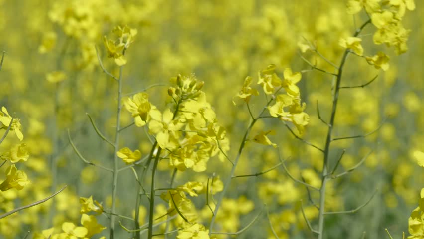 Yellow canola oil flowers in field
