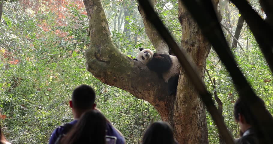 Chengdu,China - December 23,2025,  Many Vistors taking photo of giant panda kedou sleeping on a tree ,Chengdu,China