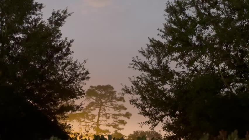 The beautiful sunrise coming through the trees and foliage. A soft mist amongst the trees creating a fantasy like effect.