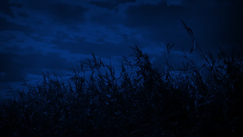 Field Of Wild Grass In Breeze At Night