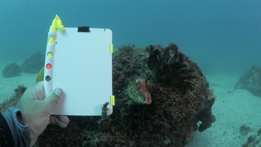 A volunteer scuba diver collecting data for a marine science survey places an underwater blank writing slate next to a Sea Sponge and Sea Star.