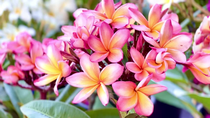 Close-up of pink plumeria flowers with soft yellow centers blooming on lush green leaves. A vibrant tropical floral image symbolizing beauty, freshness, relaxation, and natural summer vibes.