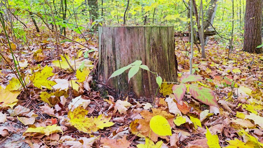 Serene autumn scenery with colorful fallen leaves covering the forest floor, vibrant leaf litter in shades of red, orange, and yellow, highlighting the natural ecosystem and seasonal change, perfect for nature photography, seasonal backgrounds, and environmental concepts.