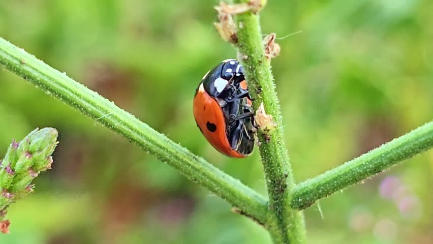 Macro close-up of ladybug moving mouthparts while resting on green plant stem